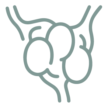 YORL gorge GanglionsLymphatiques